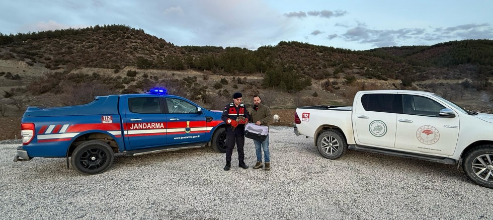 AFYON'DA YARALI KIZIL ŞAHİN BULUNDU